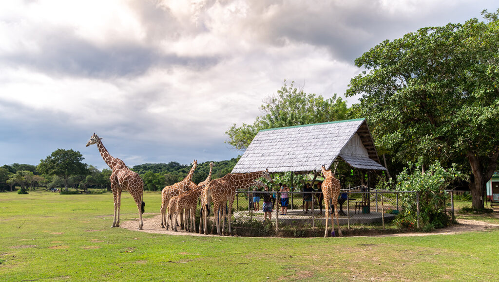 Calauit Safari Park,National Parks In The Philippines - World Pinoy Flights Blog