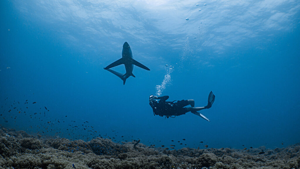 Thresher Shark Central,Things to do in Cebu City - World Pinoy Flights Blog