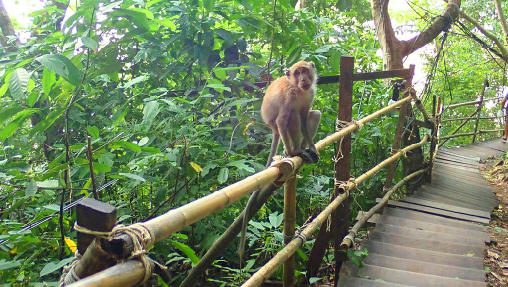 Monkey Trail,Things to Do in Puerto Princesa - World Pinoy Flights Blog