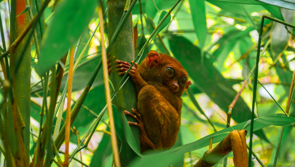 Tarsier Sanctuary,Things to do in Bohol - World Pinoy Flights Blog