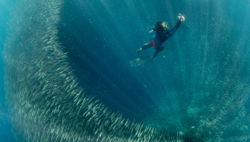 Sardine Run in Moalboal Cebu,Best Places to Visit in Philippines - World Pinoy Flights Blog