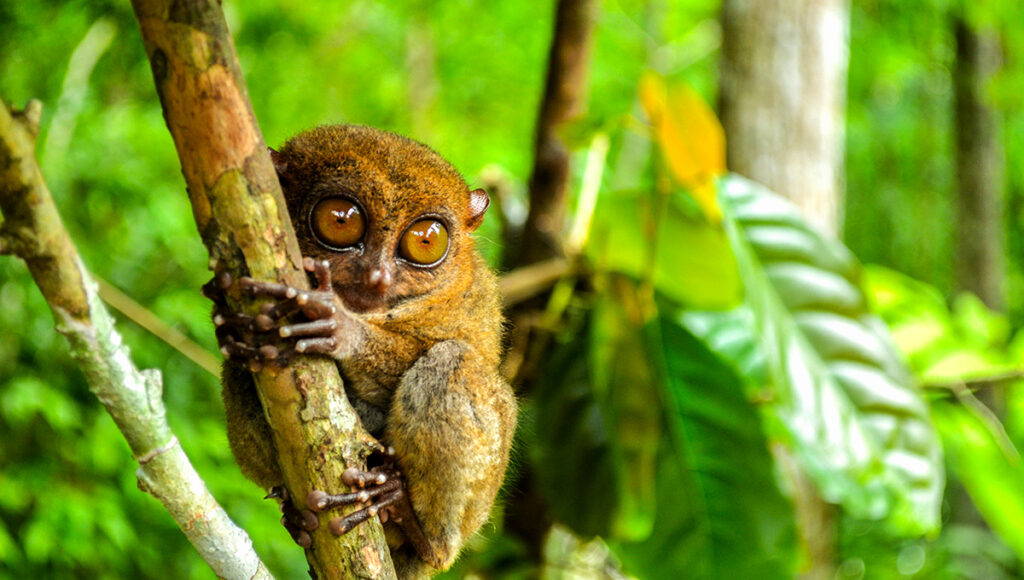 Tarsiers in Bohol,Best Places to Visit in Philippines - World Pinoy Flights Blog