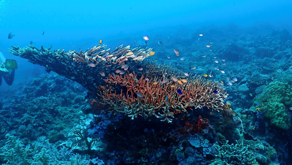 Tubod Marine Sanctuary, Siquijor-Philippines Snorkeling-World Pinoy Flights Blog