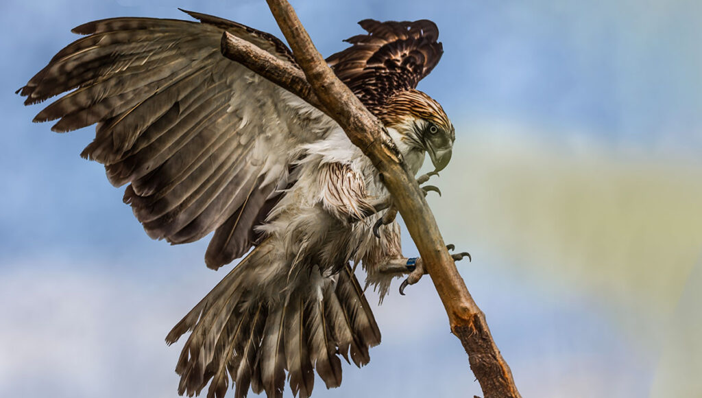 The critically endangered Philippine Eagle (also known as the monkey-eating eagle) perched on a branch with its wings spread, representing the unique biodiversity and endemic wildlife that is what is Philippines famous for.