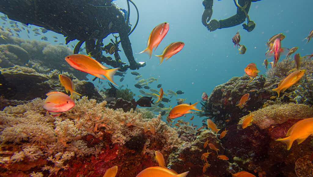 Vibrant tropical fish, including orange anthias, swimming over a colorful coral reef, with a diver visible above, illustrating the stunning snorkeling and diving that is a major part of what is Philippines famous for.