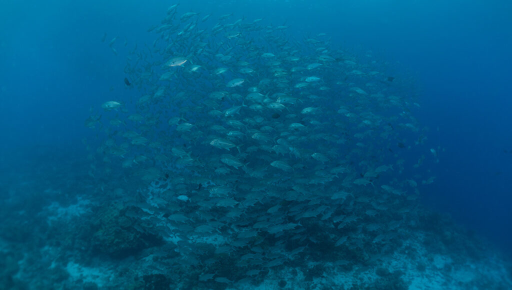 A dense, swirling school of silvery fish (jacks or trevally) underwater in the deep blue. A highlight of Philippines scuba diving at Tubbataha Reef.