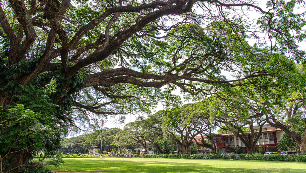 Massive century-old acacia trees shading a green park, highlighting the relaxing things to do in Dumaguete at the Silliman University campus.
