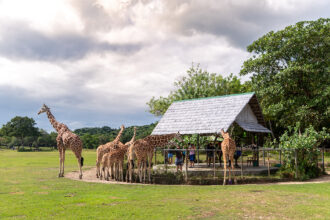 Calauit Safari Park,National Parks In The Philippines - World Pinoy Flights Blog