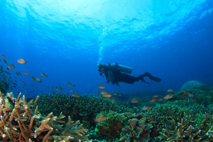 An underwater scene showing a diver exploring a vibrant coral reef teeming with colorful fish, with sunlight filtering through the clear blue water. An ideal representation of Philippines scuba diving.