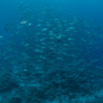 A dense, swirling school of silvery fish (jacks or trevally) underwater in the deep blue. A highlight of Philippines scuba diving at Tubbataha Reef.
