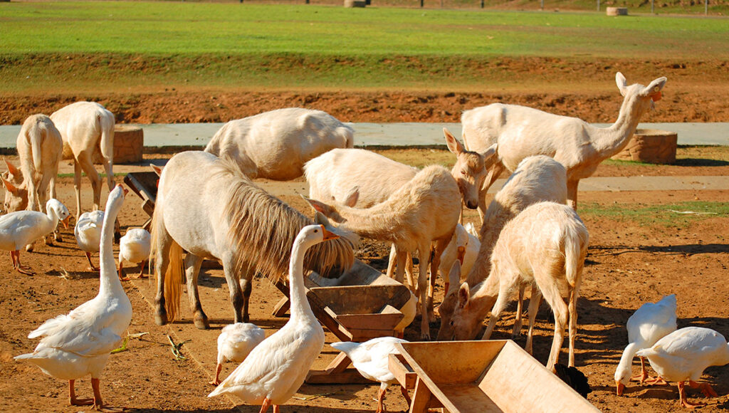 Various animals, including deer and birds, at Baluarte Zoo in Vigan, Ilocos Sur; visiting this free safari park is one of the top things to do in vigan for families and nature lovers.