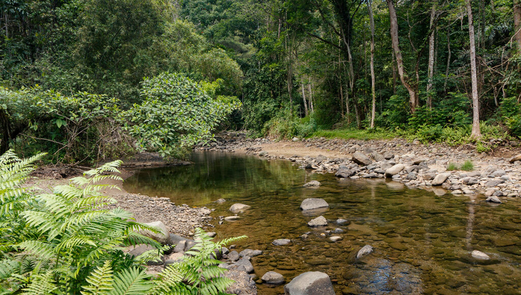 Pasonanca Natural Park in Zamboanga City offers wildlife encounters among premier places to visit in Zamboanga for eco tourists.